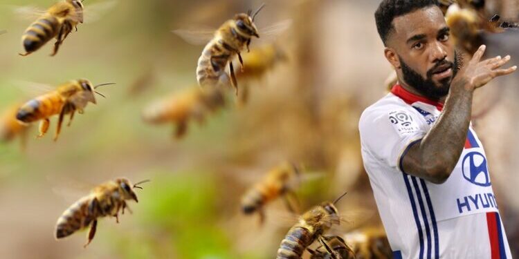 close up of honey bees flying

Credit: Getty